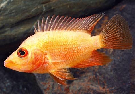 Red devil fish - Raising Red Devil Cichlids? Struggling with them? Find out what you’ve been doing wrong here and learn the best ways to raise them correctly.